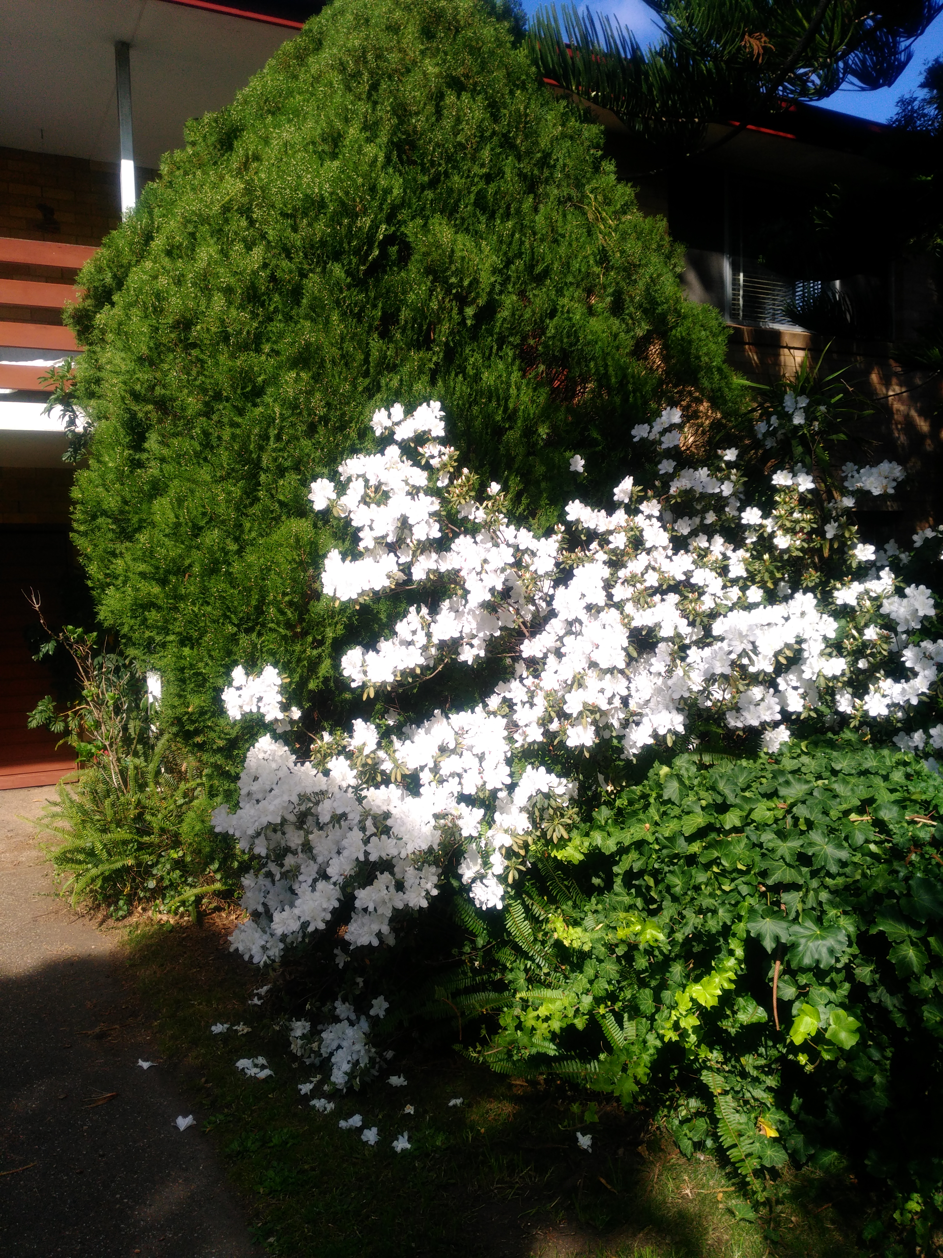Spring time
                          flowers, house in background
