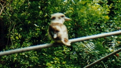 kookaburra